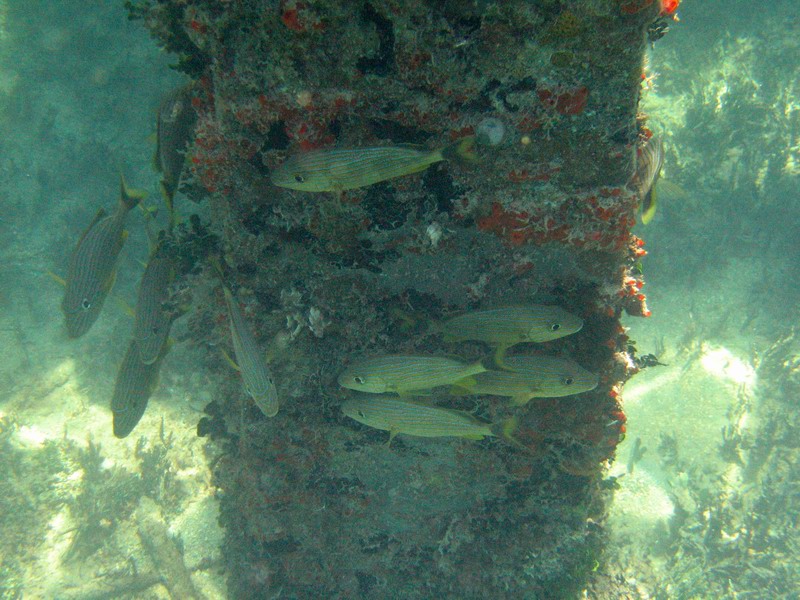 Snorkeling under the old pier in Esperanza picture 6288