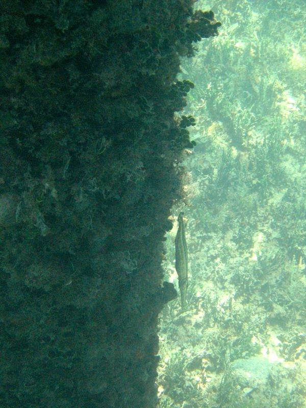 Snorkeling under the old pier in Esperanza picture 6289