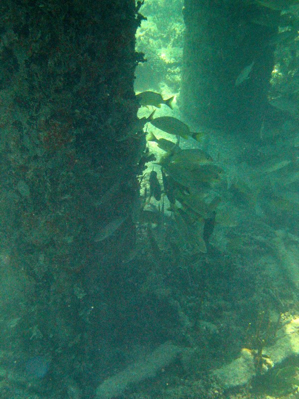 Snorkeling under the old pier in Esperanza picture 6290