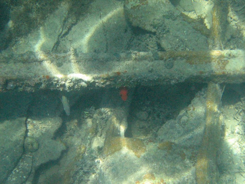 Snorkeling under the old pier in Esperanza picture 6292