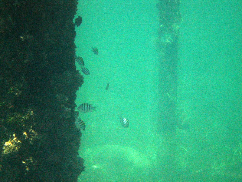 Snorkeling under the old pier in Esperanza picture 6293