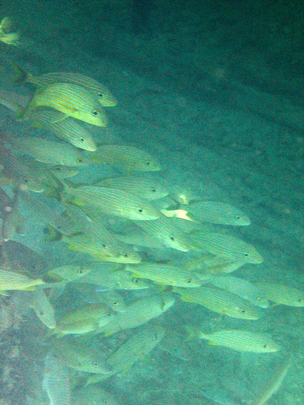 Snorkeling under the old pier in Esperanza picture 6294