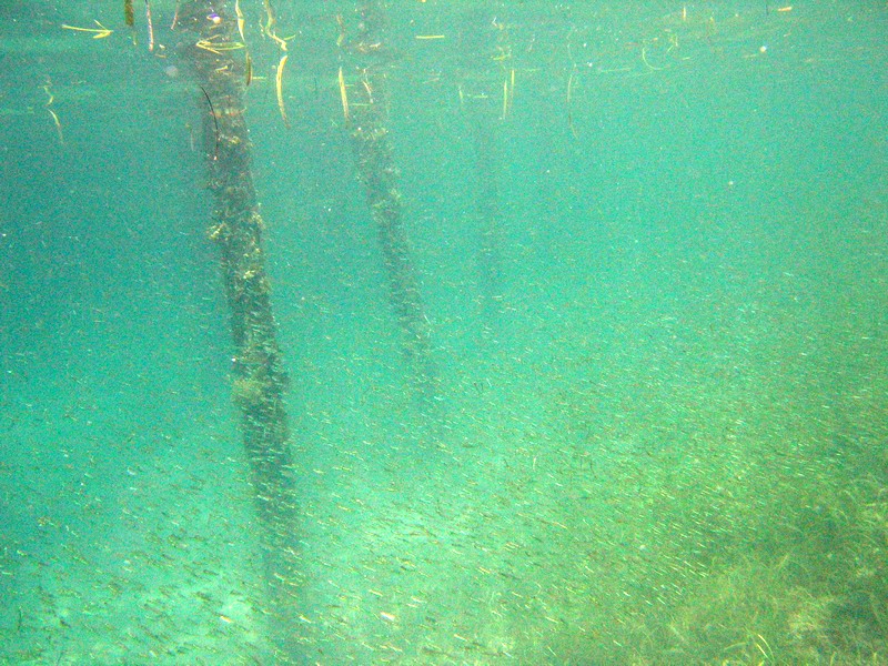 Snorkeling under the old pier in Esperanza picture 6295