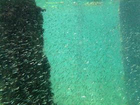 A huge shoal of tiny little anchovies (April 2006) A huge shoal of tiny little anchovies (April 2006)