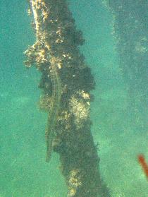 Trumpetfish like to float verticaly (April 2006) Trumpetfish like to float verticaly (April 2006)