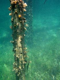 Snorkeling under the old pier in Esperanza (April 2006) Snorkeling under the old pier in Esperanza (April 2006)