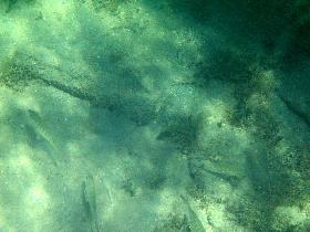 Snorkeling under the old pier in Esperanza (April 2006) Snorkeling under the old pier in Esperanza (April 2006)