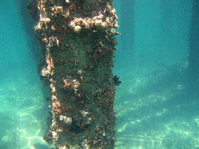 zmiana rozmiaru wielu zdjęć gimp Snorkeling under the old pier in Esperanza (April 2006)