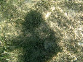 Shadow on the seafloor (April 2006) Shadow on the seafloor (April 2006)