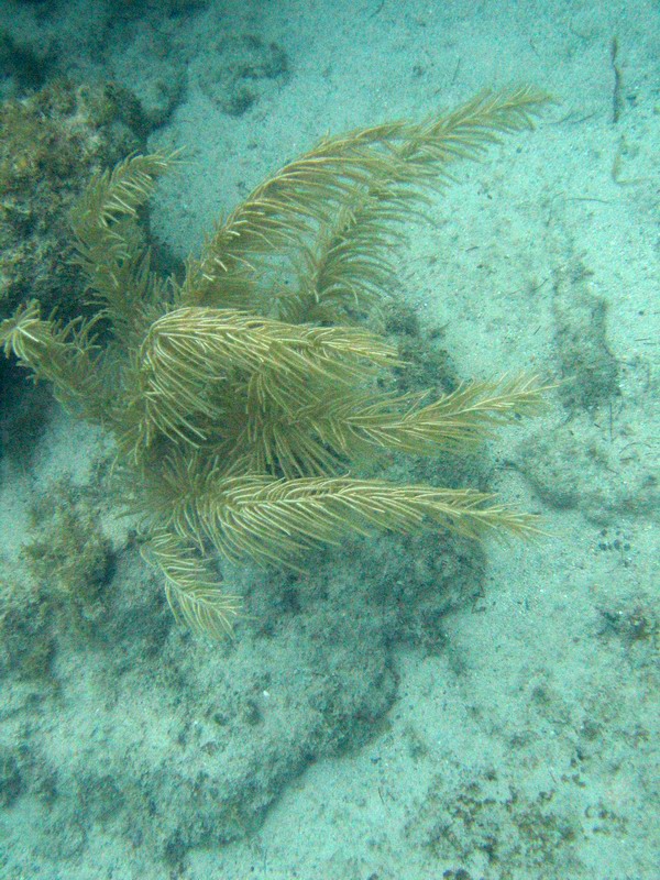 Sea-plume coral