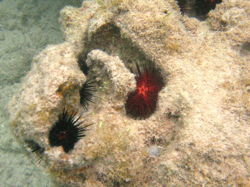 Urchins hidden in a reef