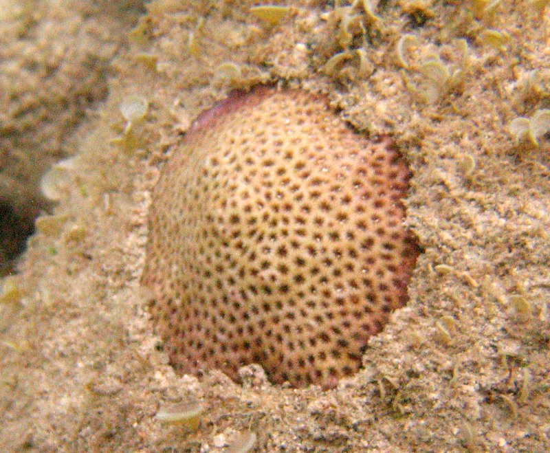 Close look at the coral at the sea bed