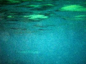 This is how a big barracuda look like from a distance (April 2006) This is how a big barracuda look like from a distance (April 2006)