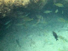 Fish under my favorite reef (April 2006) Fish under my favorite reef (April 2006)