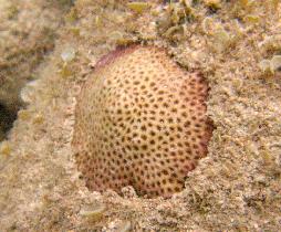Close look at the coral at the sea bed (April 2006) Close look at the coral at the sea bed (April 2006)