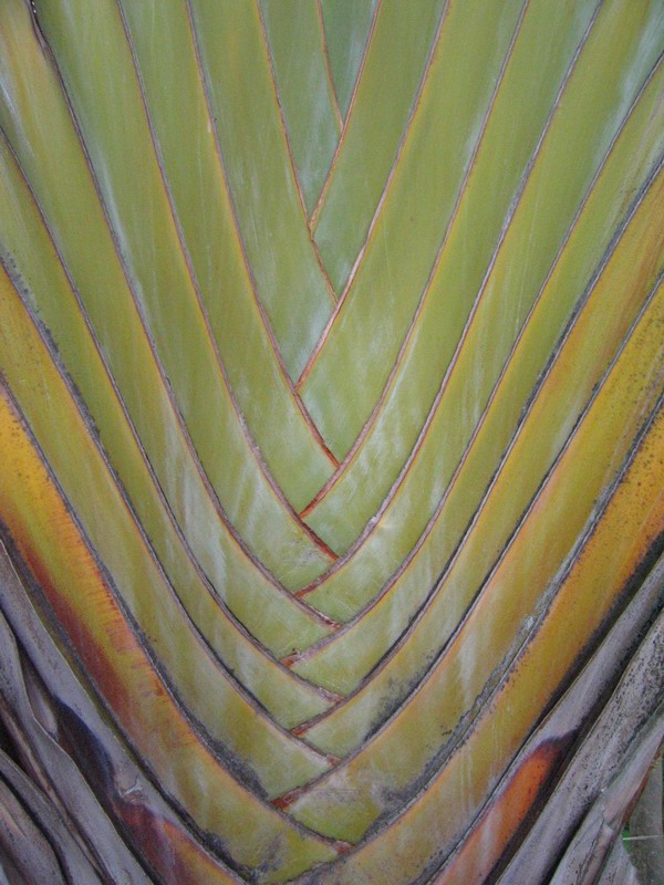 Traveler palm leaf structure (April 2006)