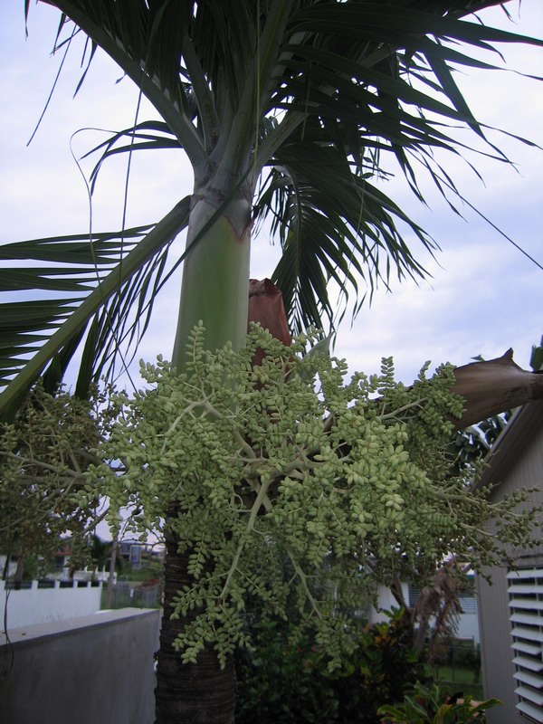 Blooming royal palm