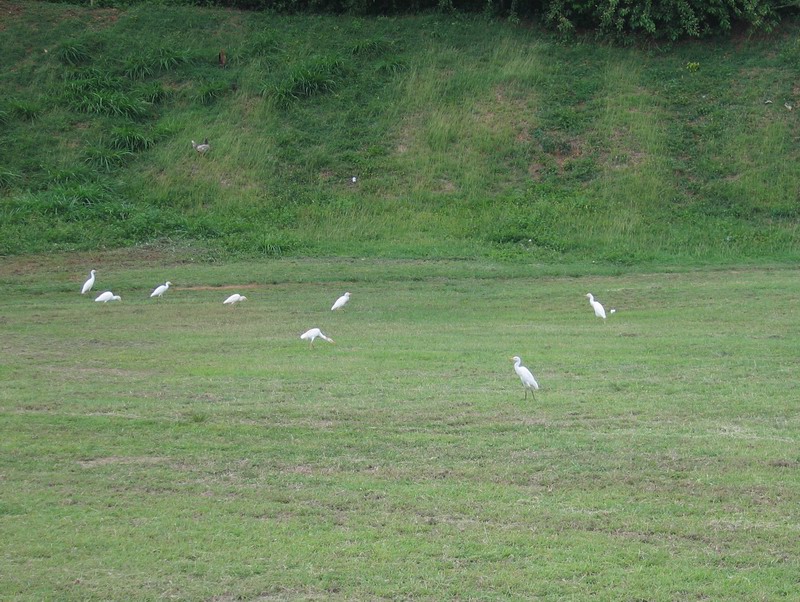 Herons on the baseball field