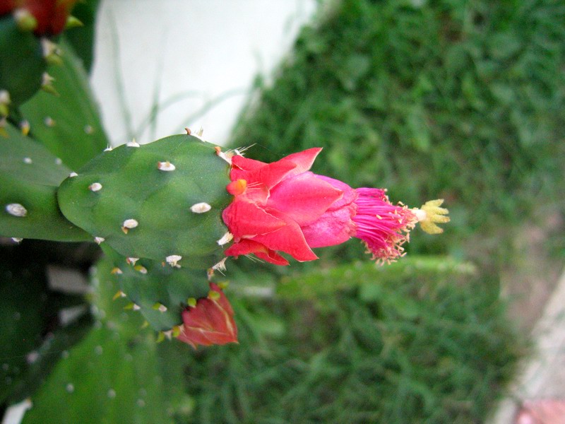 Flowering Prickly Pear