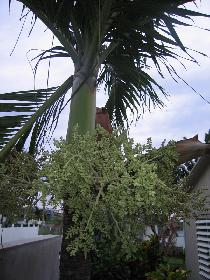 Blooming royal palm (April 2006) Blooming royal palm (April 2006)