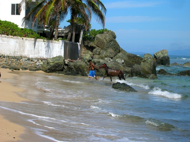 Horses on Vieques 2006 picture 6795