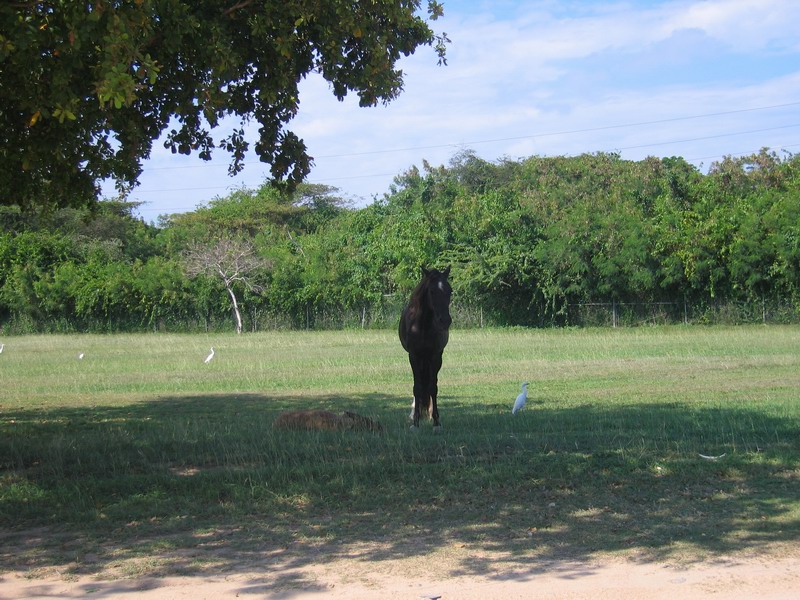 Kone na Viequese 2006 obrzok 6797