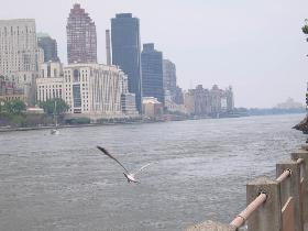 Roosevelt Island and Bohemian Hall (May 2006) Roosevelt Island and Bohemian Hall (May 2006)
