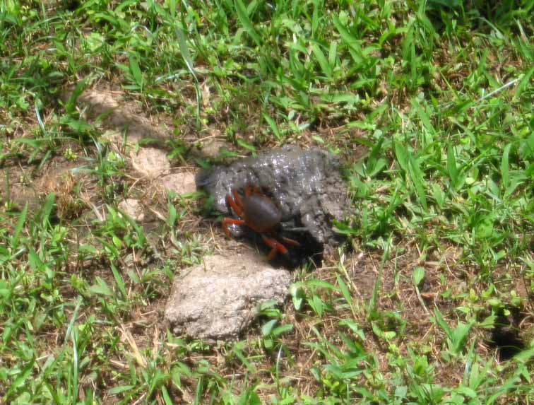 We discovered a red crab right after arrival