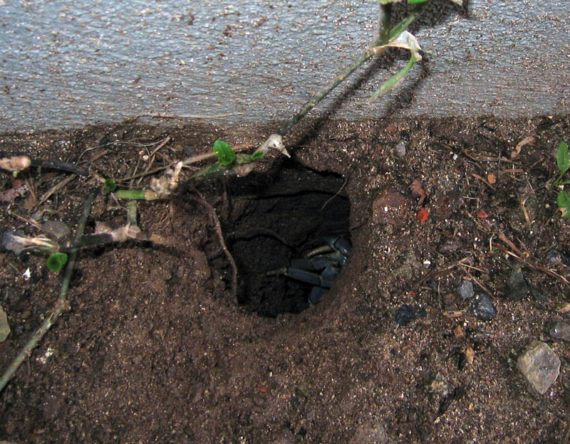 Big rain crab hidden in a hole right next to our house's wall