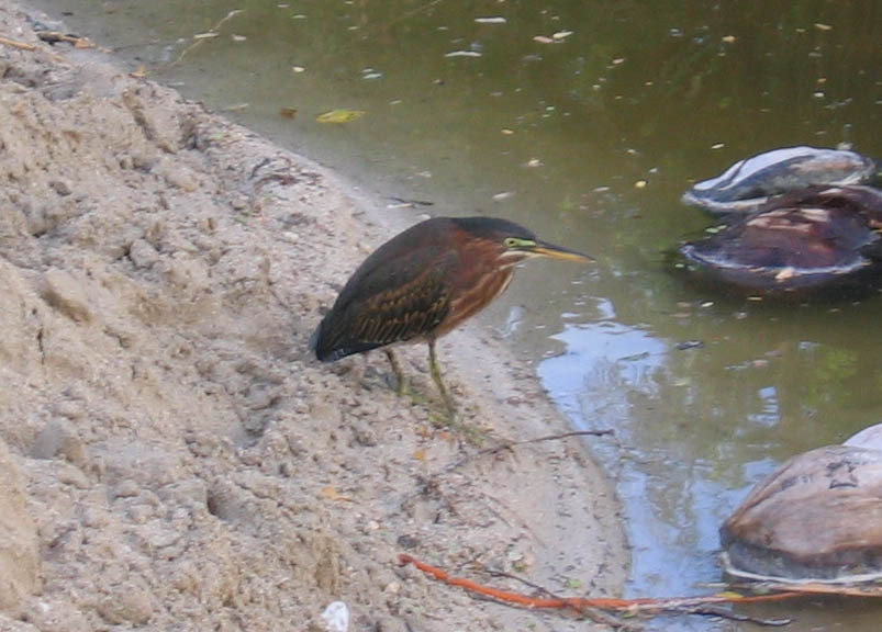 Green Heron