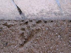 Fire ants - we have realized the name (July 2006)