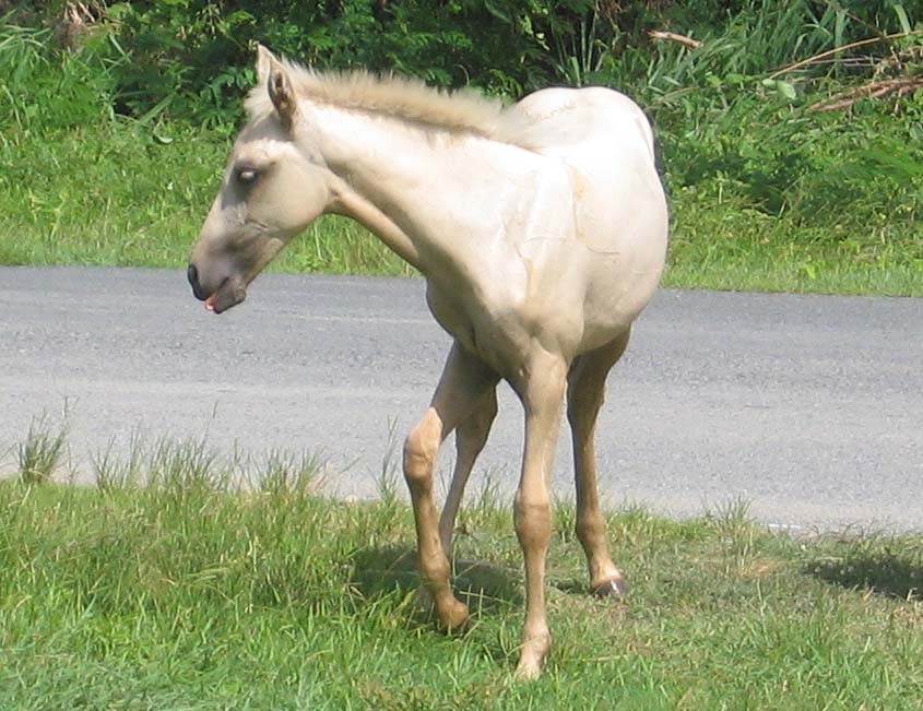 A foal near Mosquito Pier