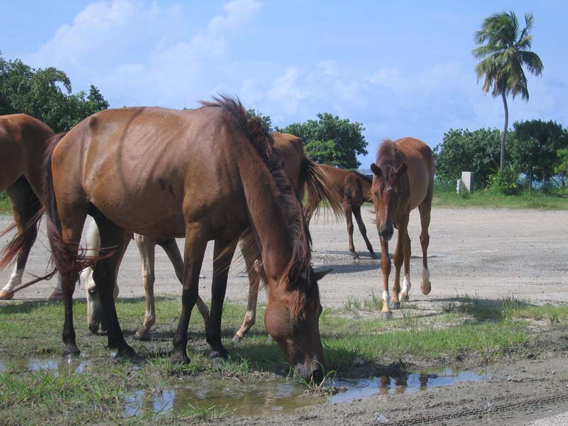 Horses roam free here (July 2006)