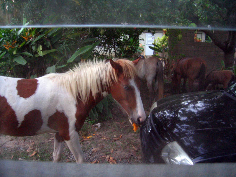 Horses eat mangos behind our window