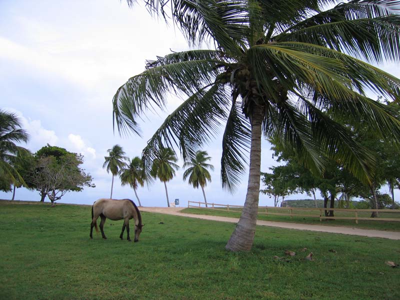 Lonely horse at the Sun Bay