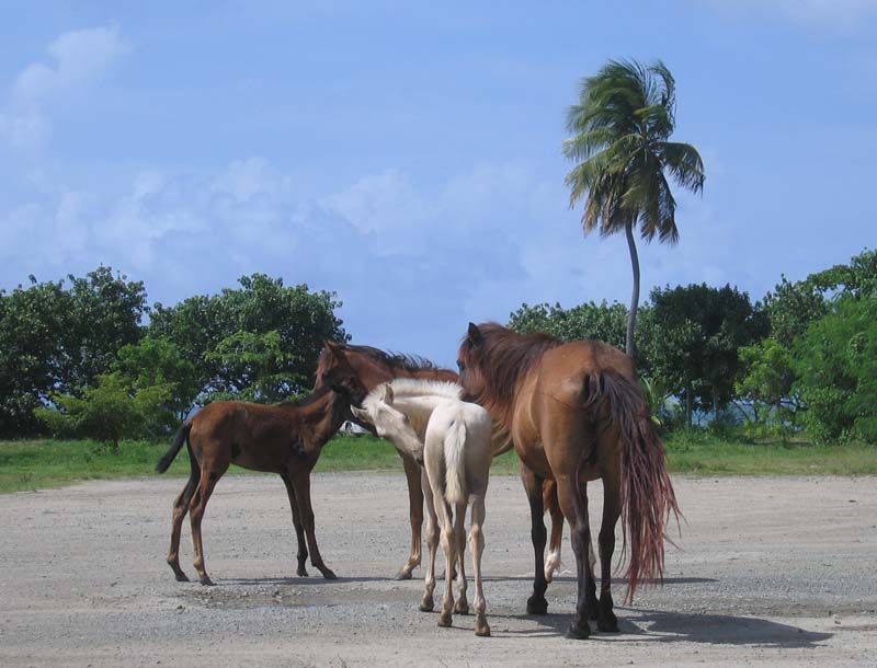 Horses on the island of Vieques, July 2006 picture 10678