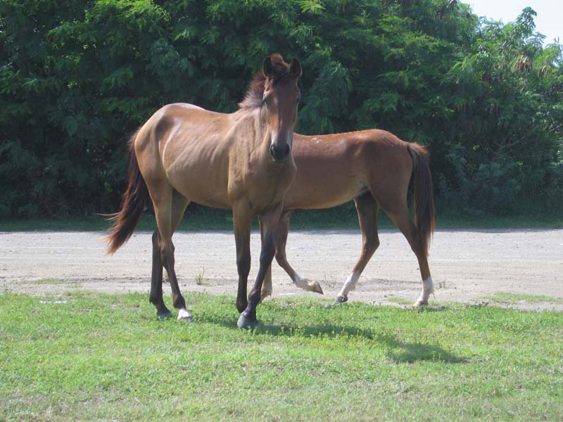 Horses on the island of Vieques, July 2006 picture 10679