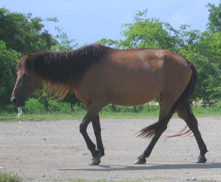 Horses on the island of Vieques, July 2006 picture 10680