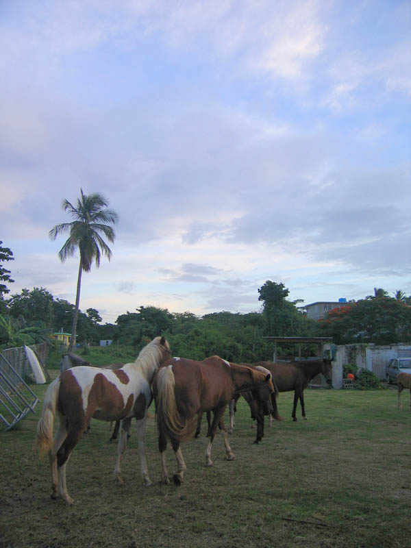 Horses on the island of Vieques, July 2006 picture 10682