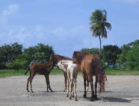 Kone na ostrove Vieques, júl 2006 (Júl 2006)