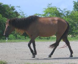 Horses on the island of Vieques, July 2006 (July 2006) Horses on the island of Vieques, July 2006 (July 2006)