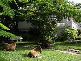 Horses in a yard (July 2006) Horses in a yard (July 2006)