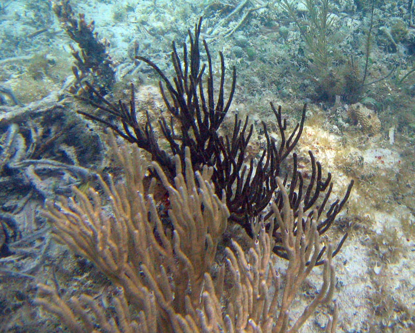 Corals, sponges, seafans, ... picture 7576