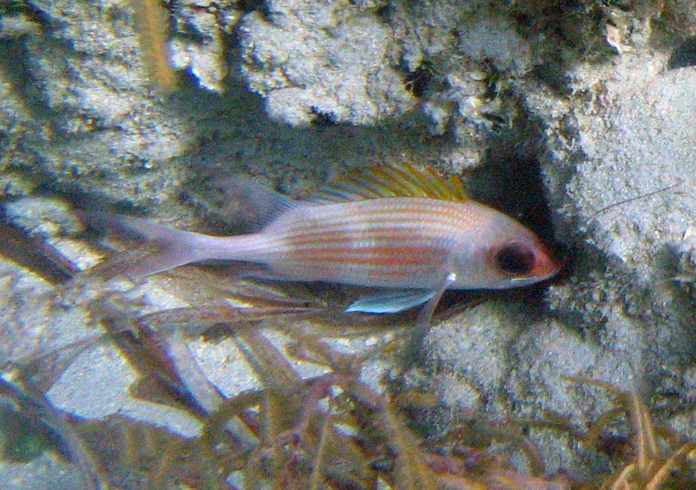 Underwater experience at Blue Beach picture 9482