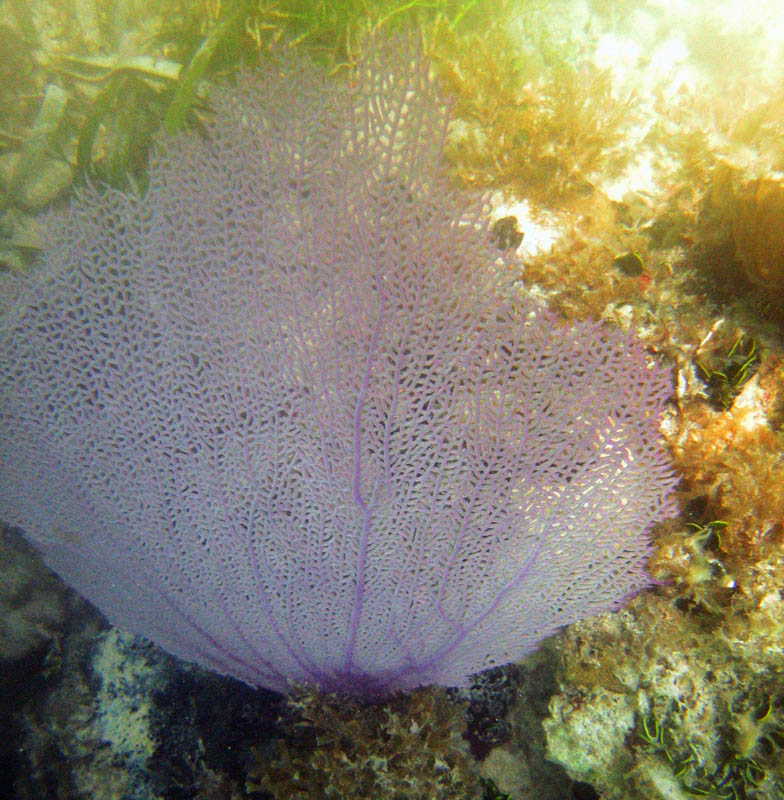 Underwater experience at Blue Beach picture 9489