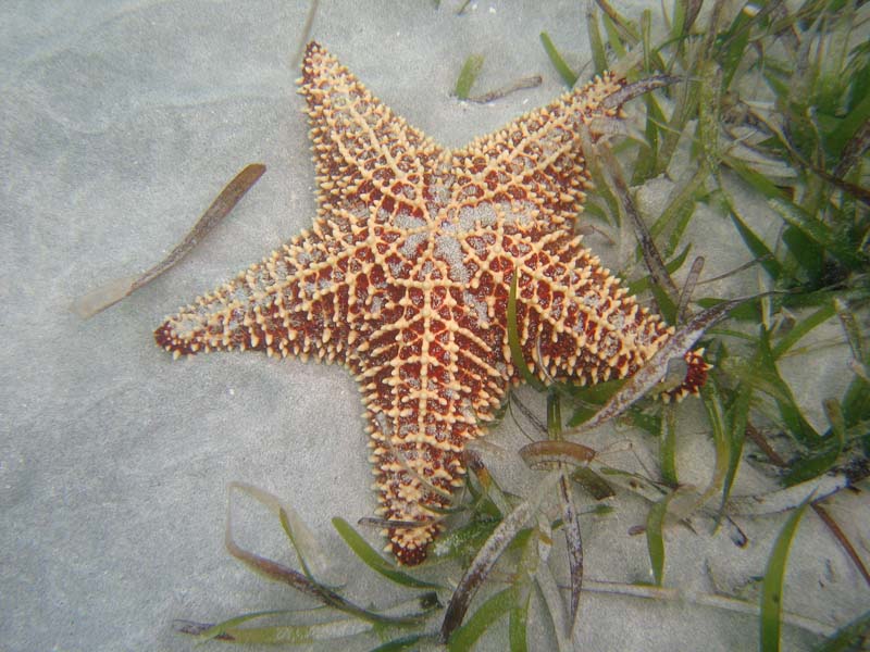 Common Carribean Cushion Star