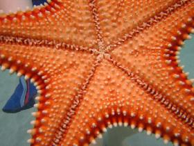 Detail - morská hviezdica odspodu (Júl 2006)