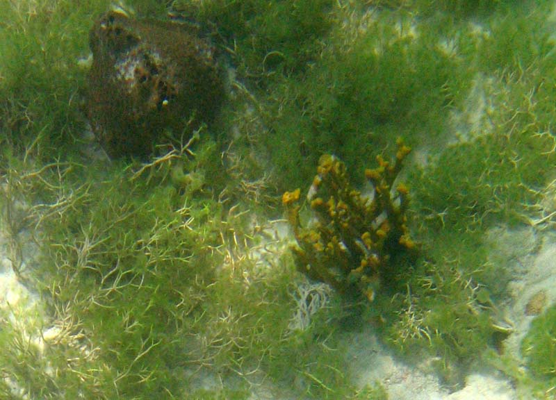 Sea plants picture 9498