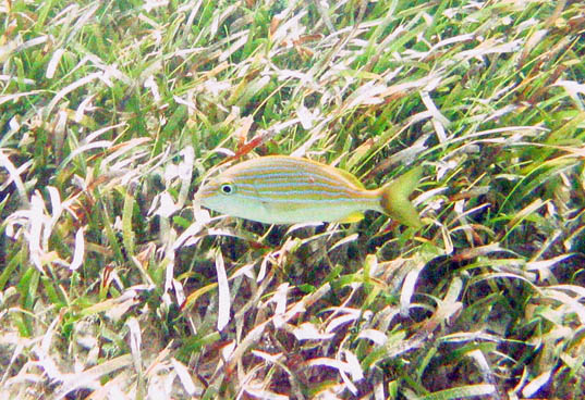 Underwater world off the island of Vieques picture 9520