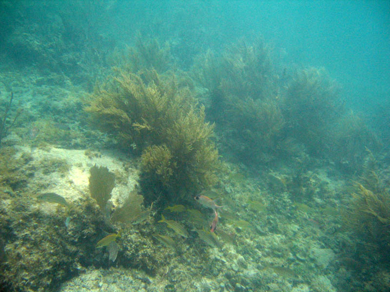 Underwater coral forest with fishes